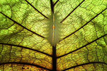 Caterpillar dan Leaf