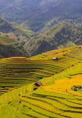 Rice fields on terraced of Mu Cang Chai