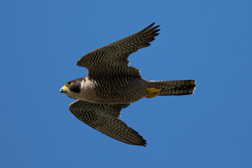 Close view of a Peregrine Falcon flying, seen in the wild near the San Francisco Bay
