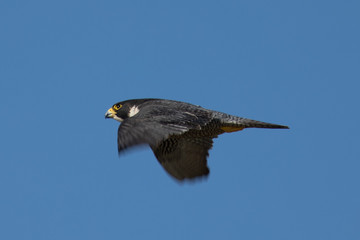 Close view of a Peregrine Falcon flying, seen in the wild near the San Francisco Bay