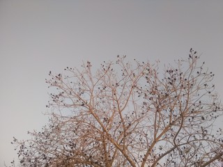 tree, sky, winter, nature, blue, snow, branch, branches, cold, season, trees, forest, frost, autumn, ice, white, spring, clouds, wood, plant, landscape, weather, outdoors, silhouette