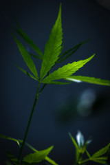 Marijuana leaves, Medical cannabis on dark background. Closeup and selective focus.
