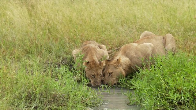 African Lion joins another drinking water, surrounded by green grass
