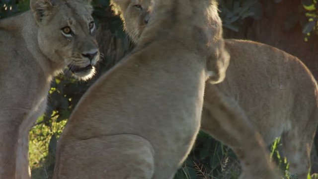 Cute African Lion cub bites his brother's tail and starts a play fight
