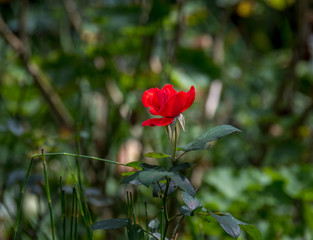 A stunning single red rose isolated on a green foliage background image in horizontal format