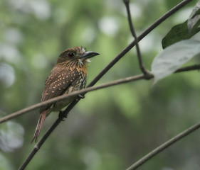 White-whiskered Puffbird in a tropical forest of Costa Rica