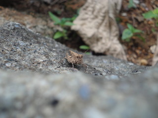 Grasshopper on the ground