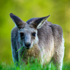 Eastern grey kangaroo enjoying an evening munch