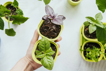 Flower seedlings in green plastic pots. Seedling basil. Plastic pot with a young basil sprout in a female hand.