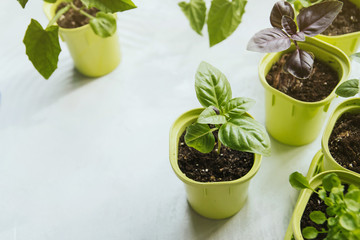 Flower seedlings in green plastic pots. Seedling basil. Sprouts of basil.