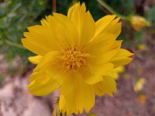yellow flower