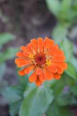 orange zinnia flower