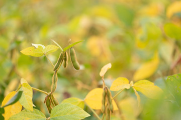 Close up of soybean in garden