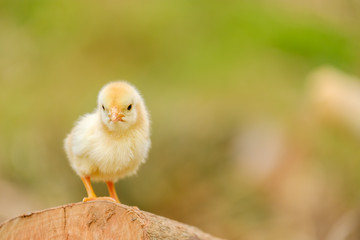 Chicken newborn standing on blur background