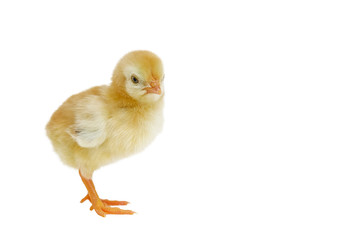 Little chicken in isolated with Clipping path