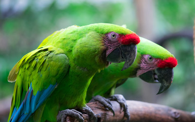 Fototapeta na wymiar Psittacidae. Scientific name: Amazon commonly called parrots. Grouped they have greater protection against the attack of a predator.
