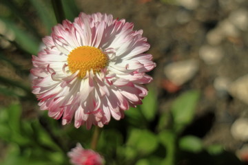 Obraz premium Wild asters. A flower bed.