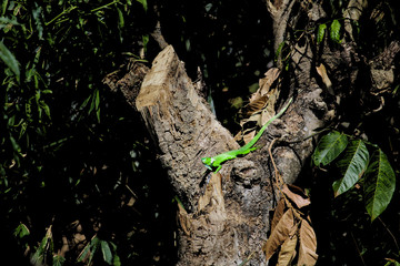 Iguana verde-El Salvador
Familia de los Reptiles
