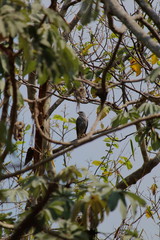 Gavilan-Accipiter nisus-El Salvador