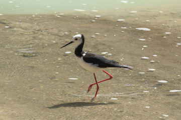 A pied stilt, or white-headed stilt, a delicate wading bird found in Australasia. Photographed in New Zealand