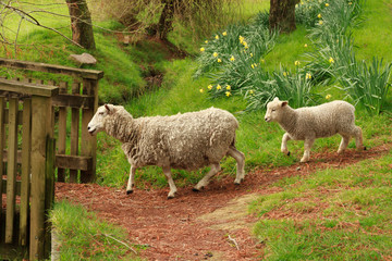 A sheep and lamb  in springtime, walking past daffodils to a wooden bridge 