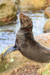 A juvenile New Zealand fur seal (aka Australasian fur seal, long-nosed fur seal) sunning itself on coastal rocks
