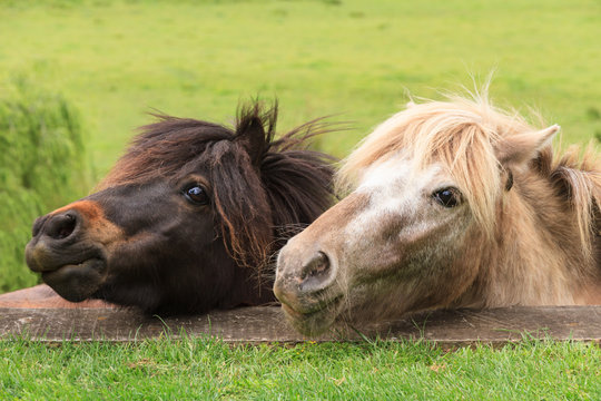 The heads of two horses peering over a garden terrace