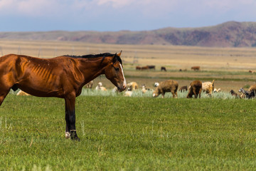 horses in the meadow