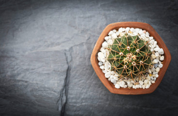 Cactus in mini ceramic pot on nature black stone slate , top view with copy space