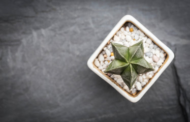 Cactus in mini ceramic pot on nature black stone slate , top view with copy space