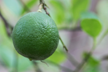 Fresh green lime on lime tree with blurred leaf in the background