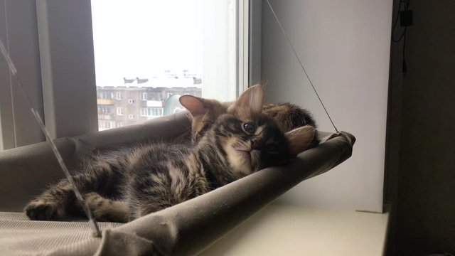 Cute little charcoal bengal kitty cat laying on the cat's window bed watching on the room.