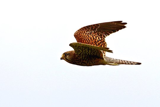 Close-up Of Sharp-shinned Hawk Flying In Clear Sky