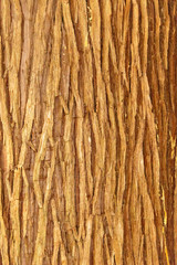 Close-up of Japanese cypress bark