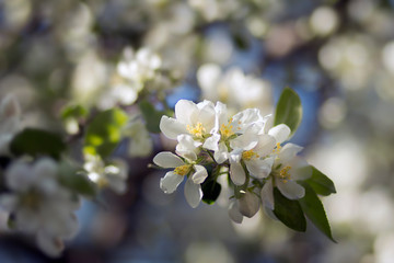 Obraz premium branches of a flowering Apple tree