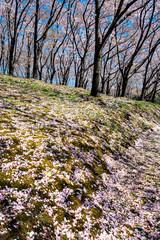 Cherry blossoms at petal falling stage in Japan at the middle of April