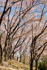 Cherry blossoms at petal falling stage in Japan at the middle of April