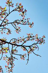 Pedicels of cherry blossoms after petal falling