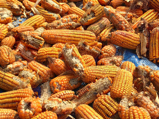 corn rot,The fungi A. flavus and A. parasiticus producer of mycotoxin in corn used for food and animal feed in storage.