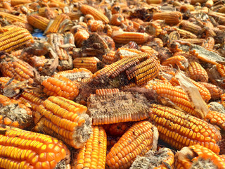 corn rot,The fungi A. flavus and A. parasiticus producer of mycotoxin in corn used for food and animal feed in storage.