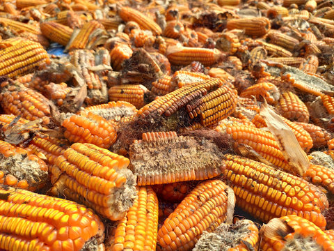 corn rot,The fungi A. flavus and A. parasiticus producer of mycotoxin in corn used for food and animal feed in storage.