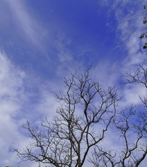Dry dead eucalyptus tree branches against the blue sky 