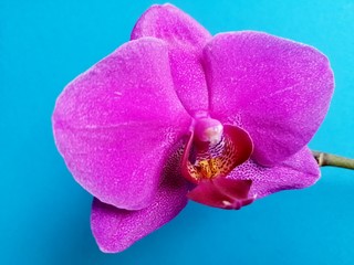 purple Orchid on an isolated background