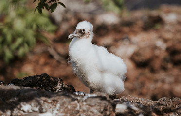 Nazca booby chick