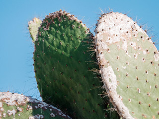 Cactus close up © Rawpixel.com