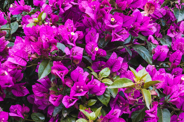 colorful background of beautiful bougainvillea plant with green accents