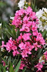 Close up of a pink Oleander nerium growing wild in the Cyprus countryside
