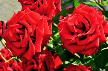 Beautiful red roses on green background. Roses background
