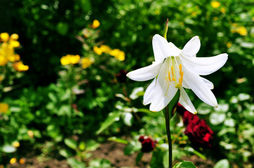 A white lily on a floral background