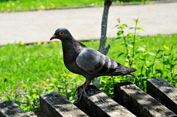 A pigeon stands on a bench on the background of a city street